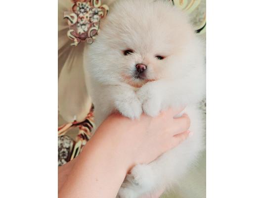 Pomeranian κουτάβια