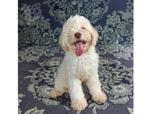 PoulaTo: Lagotto Romagnolo κουτάβια