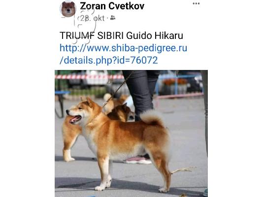 Shiba Inu κουτάβια