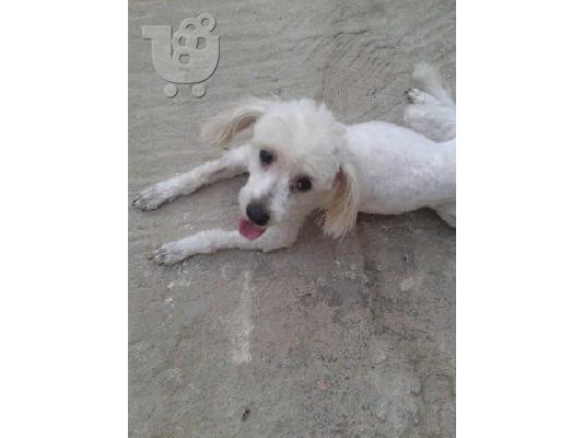 Κανις/Μαλτεζ χαριζεται