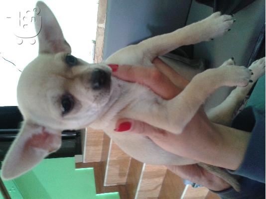 ΠΩΛΟΥΝΤΑΙ ΤΣΙΟΥΑΟΥΑ ΘΥΛΗΚΑ Κ ΕΝΑ ΤΟΥ