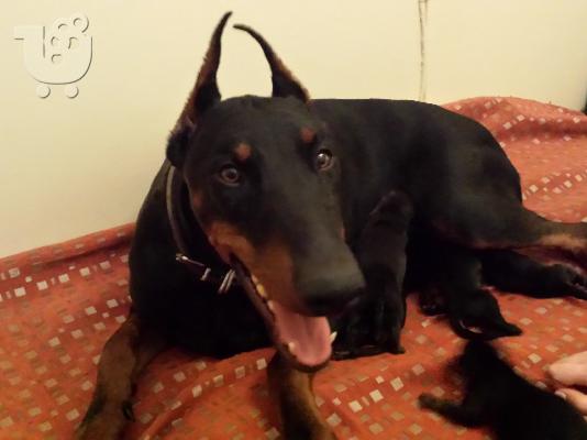doberman 35 hmerwn