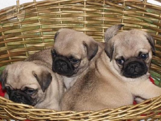 PoulaTo: Ειδικά μικρά Pug κουτάβια