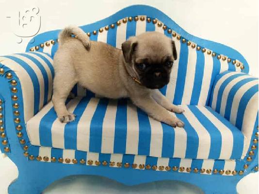 PoulaTo: Το σπίτι έθεσε Pug κουτάβια για rehoming