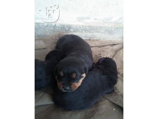 Rottweiler καθαροαιμα 6979314054 ΡΟΔΟΣ