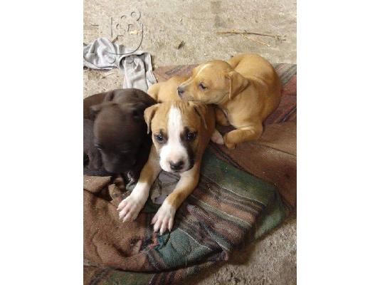 PoulaTo: πωλουνται κουταβακια sxedon 2 μηνων american staffordshire με red nose