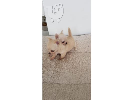 Chihuahua Σκύλοι και κουτάβια προς πώληση