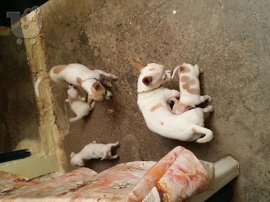 τσιουαουα καθαροαιμο