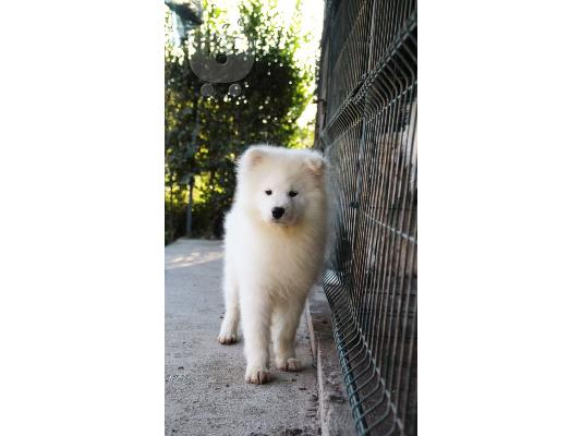 Samoyed θηλυκό προς πώληση