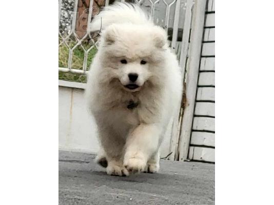 Samoyed κουτάβια προς πώληση