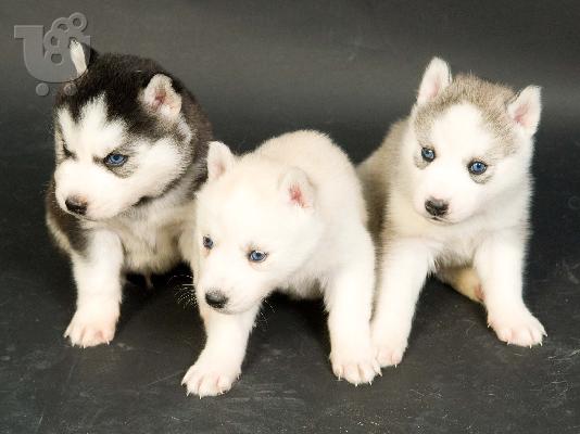Siberian Husky
