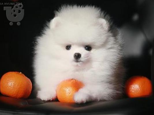 PoulaTo: pomeranian boo