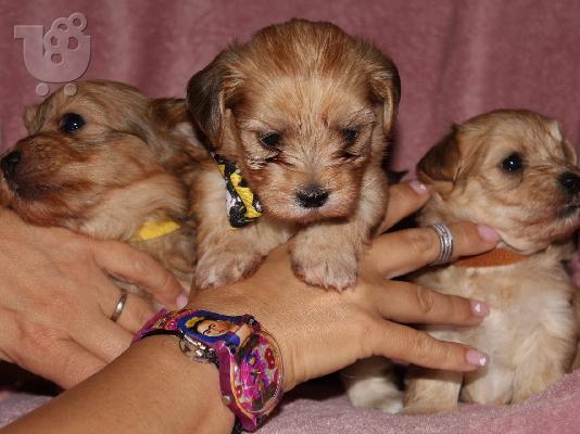 Havanese Bichon κουτάβια