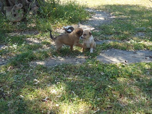Χαρίζονται καταβάκια