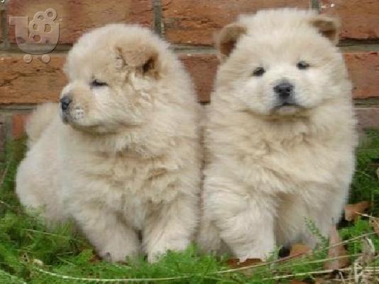 PoulaTo: chow chow