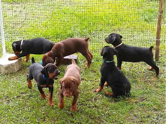 Διατίθεται κουτάβι Doberman Pinscher