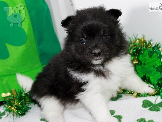 πανέμορφο Pomeranian κουτάβια