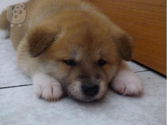 Καθαρόαιμα κουτάβια Akita inu