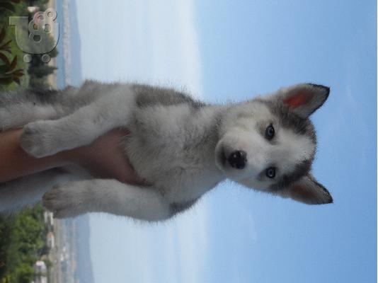 Κουταβια καθαροαιμα Siberian Husky