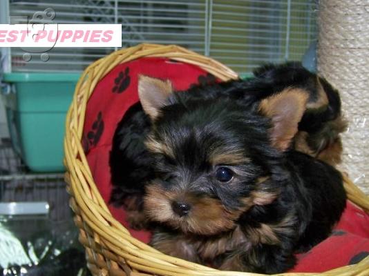 YORKI -TOY