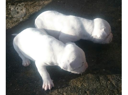 Dogo argentino