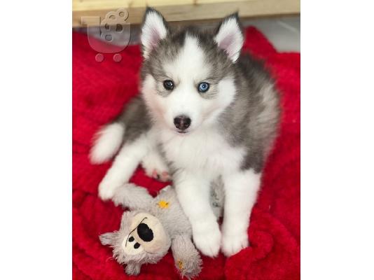 PoulaTo: husky siberian