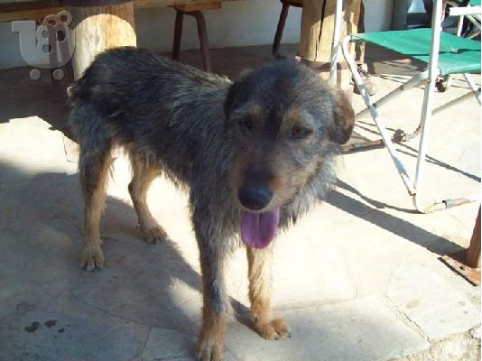 Γκριφον για συντροφια και φυλαξη  χαριζεται