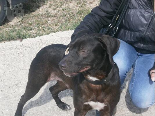 o νεαρος Blacky χαριζεται