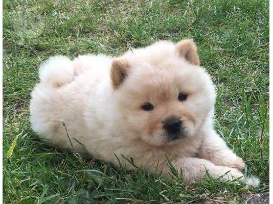 Η Chow chows availabel kc reg