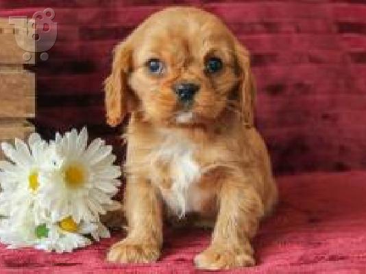 Cavalier Charles Spanie{€350}