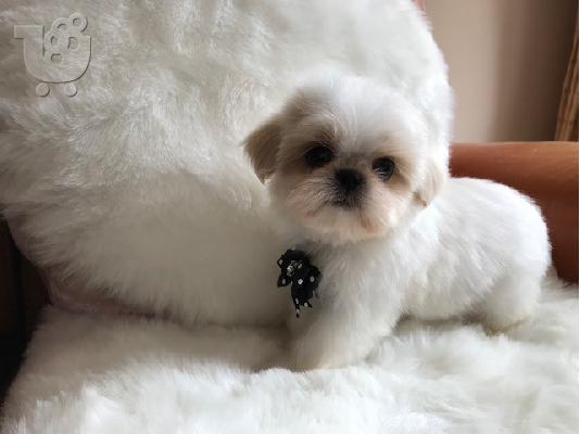 PoulaTo: Απόλυτη cutie, μικρό κουτάβι Shih Tzu έτοιμο τώρα