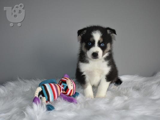 PoulaTo: Zapanjujući psići Pomsky kontaktirajte me putem (whatsapp 32460219218) ili (viber 237679571657)
