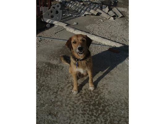 PoulaTo: Γκριφονιτσα ημιαιμη χαριζεται