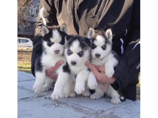PoulaTo: Σιβηρίας husky Διαθέσιμο /  Siberian Huskies