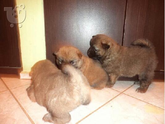 τσαου-τασου