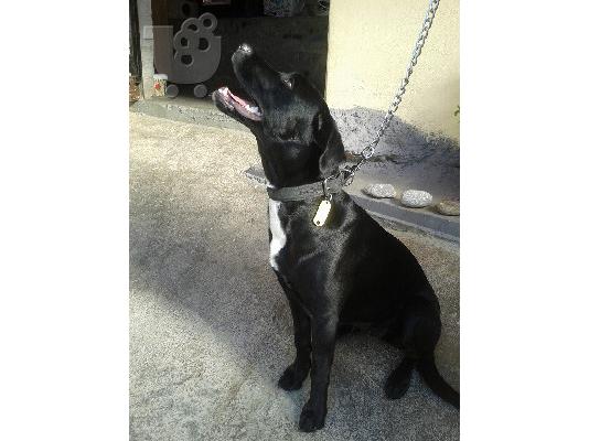 Νεαρη κυλιτσα χαριζεται