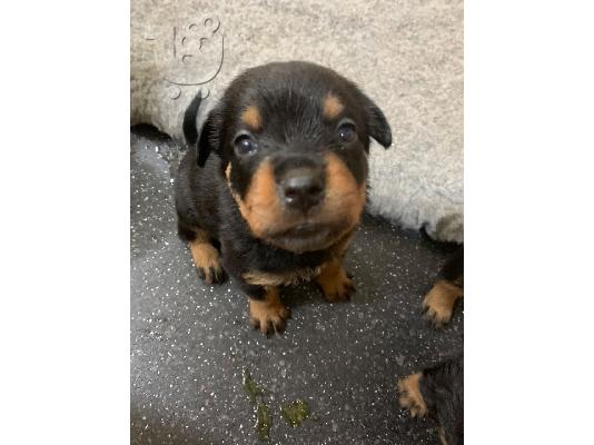 PoulaTo: Διατίθενται κουτάβια Rottweiler.