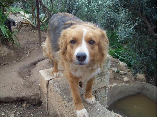 Σκυλιτσα χαριζεται