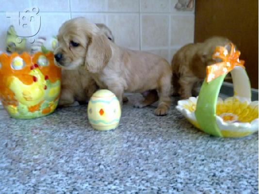 Κοκερ σπανιελ