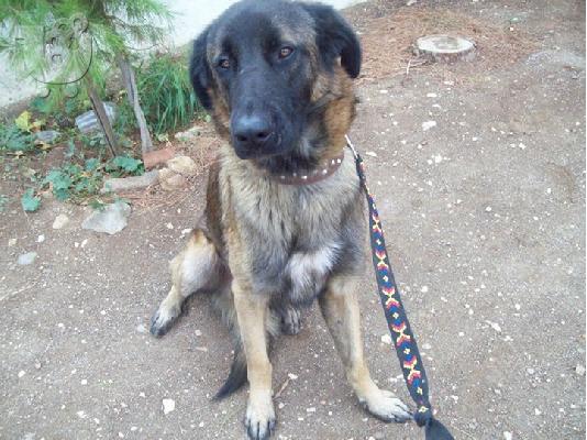 PoulaTo: Ο Παρης ψαχνει οικογενεια