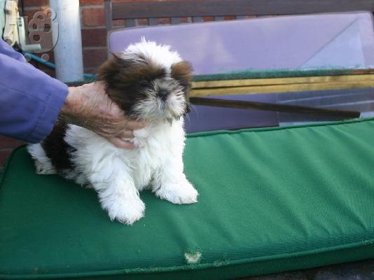 όμορφο κουτάβι shitzu διαθέσιμο για υιοθεσία