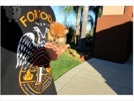 PoulaTo: Perrito de pomerania