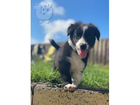 Border Collie Puppies για υιοθεσία