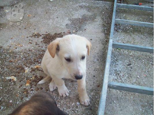 PoulaTo: Κουταβακια χαριζονται