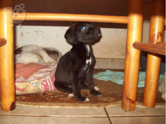 PoulaTo: Μικροσωμο κουταβακι