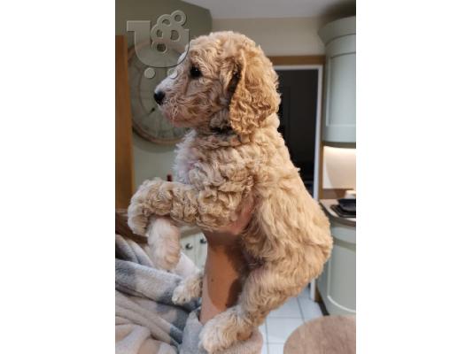 PoulaTo: Labradoodle Pups προς πώληση