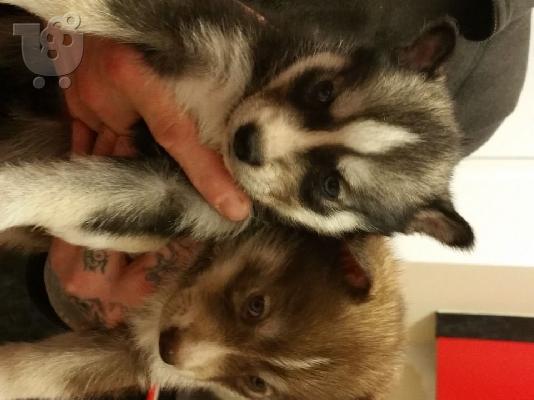 Το κουτάβι Beatifull SIBERAN HUSKY διατίθεται για το νέο του σπίτι...