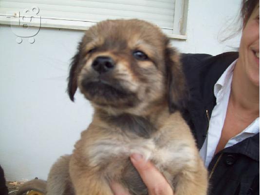 Κουταβακια ψαχνουν οικογενειες