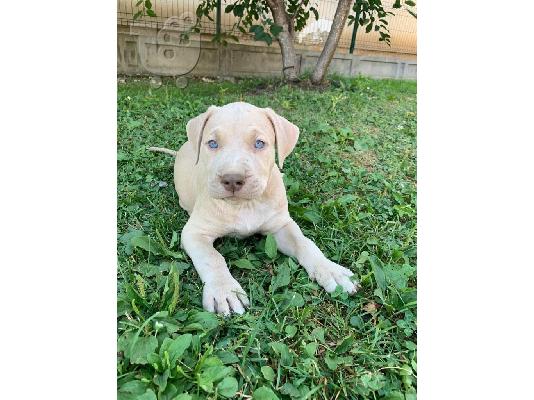Pitbull κουτάβια προς πώληση