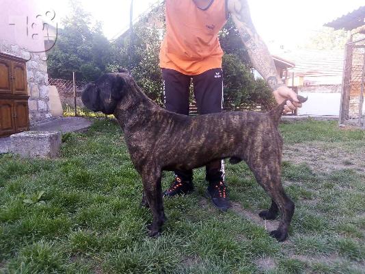 Cane Corso αγόρι προς πώληση